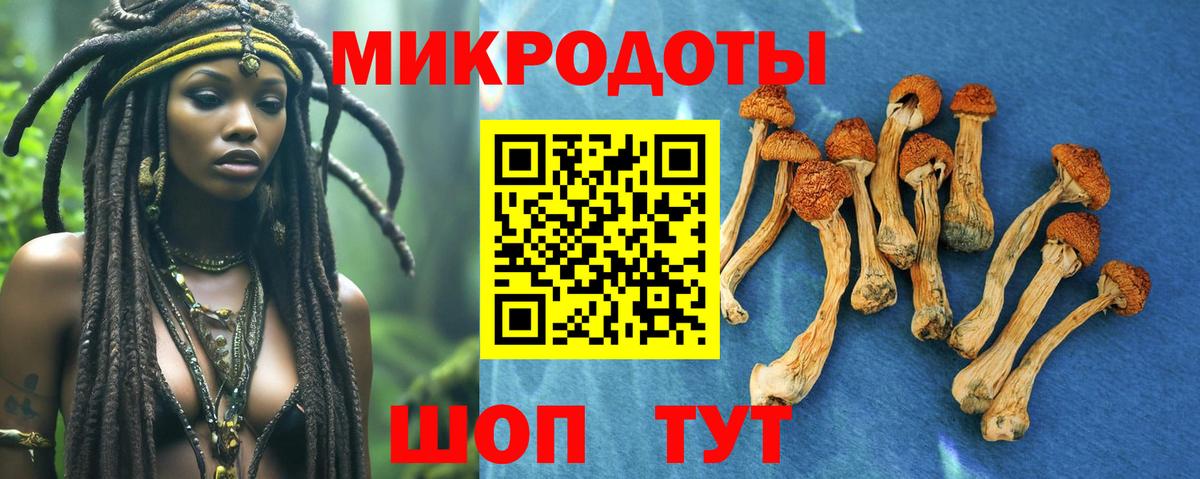 Богданович  Галлюциногенные грибы Psilocybine cubensis  Галлюциногенные грибы Psilocybe  Вход с VPN 
